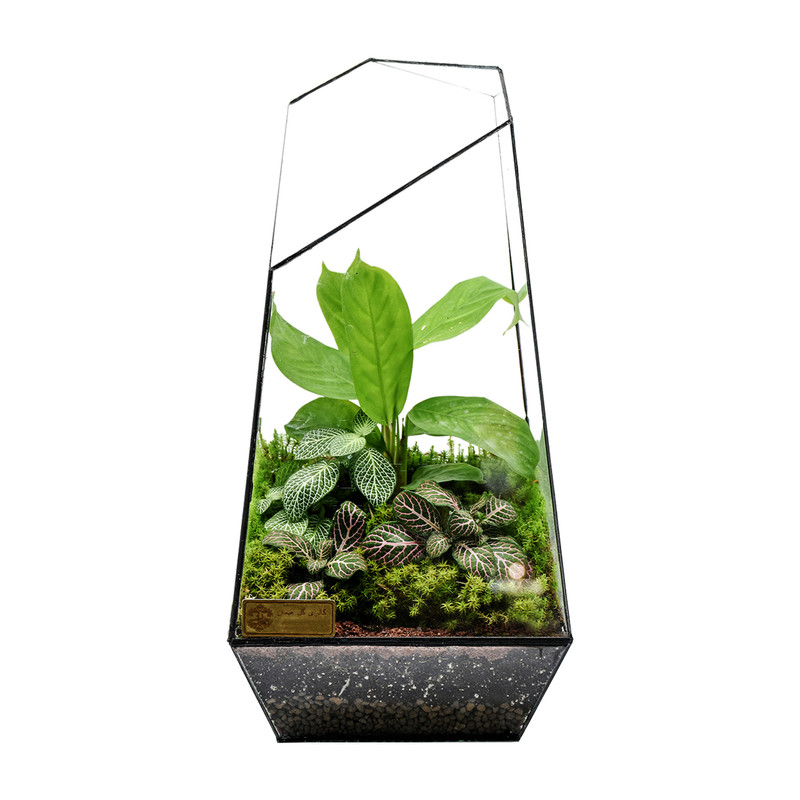 گیاه ویواریوم بلند هیمان مدل 5 ضلعی کد HV002 گیاه ویواریوم بلند هیمان مدل 5 ضلعی کد HV002