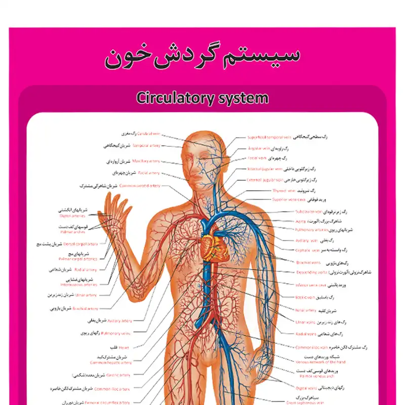 پوستر آموزشی طرح آناتومی سیستم گردش خون