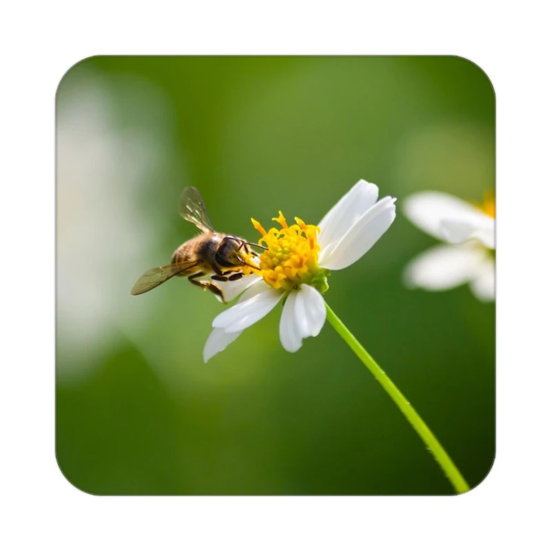 زیر لیوانی کاکتی طرح گل مدل mp18001