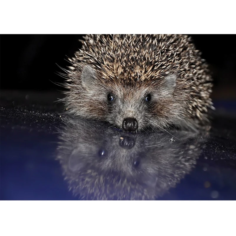 تابلو شاسی آکو طرح Hedgehog سایز 20x28 سانتی متر