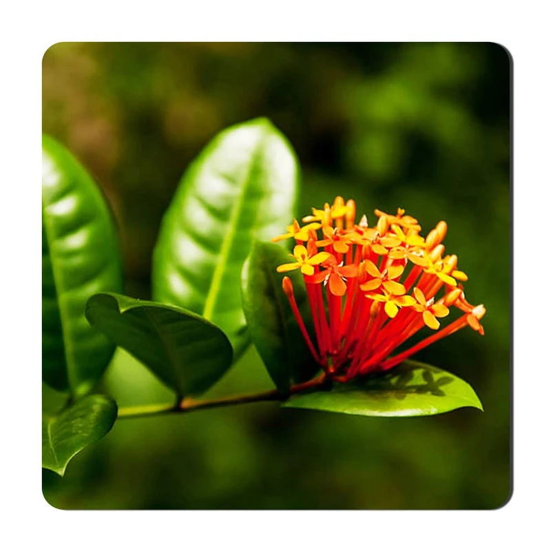 مگنت یخچالی گالری باجو طرح گل کد flower 30