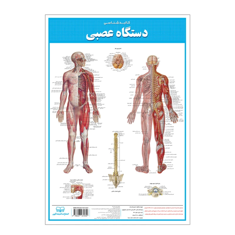 پوستر آموزشی انتشارات اندیشه کهن مدل کالبدشناسی دستگاه عصبی کد 35-50