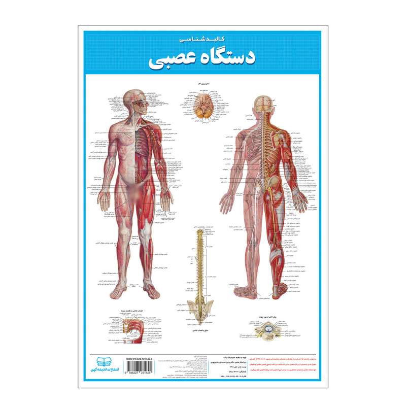 پوستر آموزشی انتشارات اندیشه کهن مدل کالبدشناسی دستگاه عصبی کد 35-50