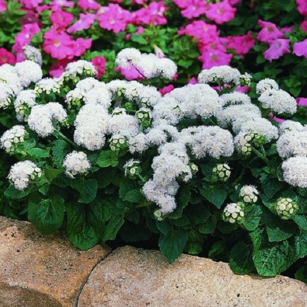 بذر گل ابری سفید جی پی سید مدل GP50 بذر گل ابری سفید جی پی سید مدل GP50