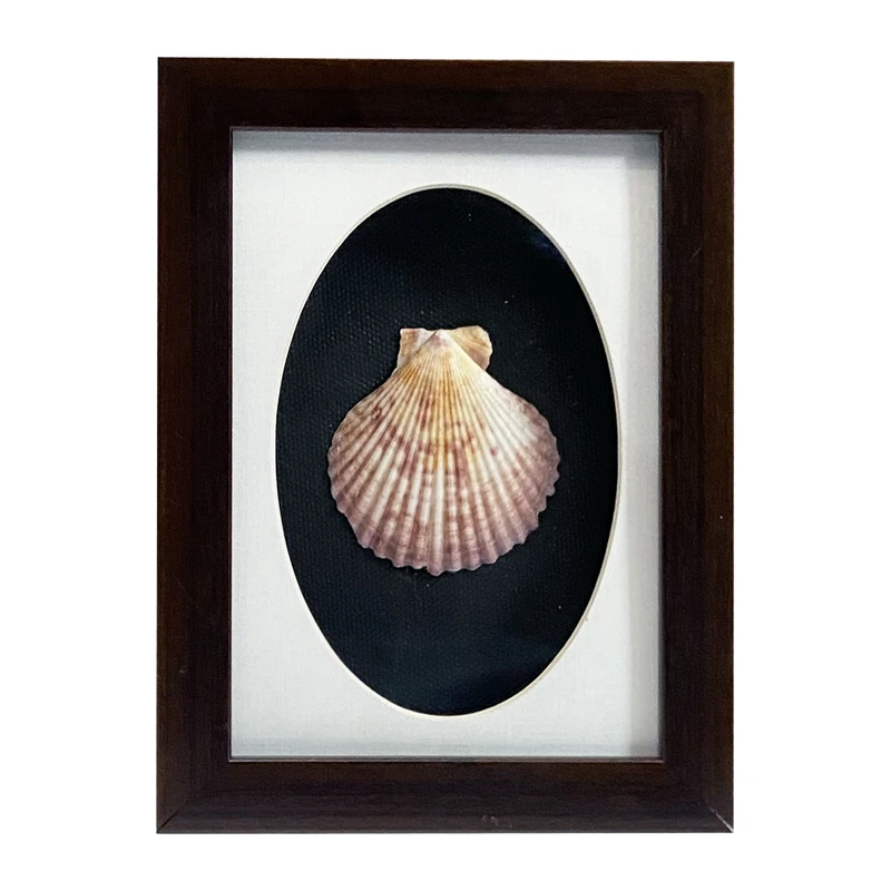 تابلو بکلیت طرح صدف دریایی W-204-1318 فریم قهوه ای