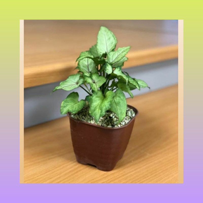 گلدان مدل مربع کد A_10 بسته 20 عددی گلدان مدل مربع کد A_10 بسته 20 عددی