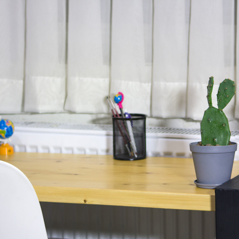 گیاه طبیعی کاکتوس مدل آپونتیا L-C-02