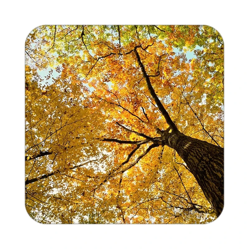 زیر لیوانی کاکتی طرح گل مدل mp16073