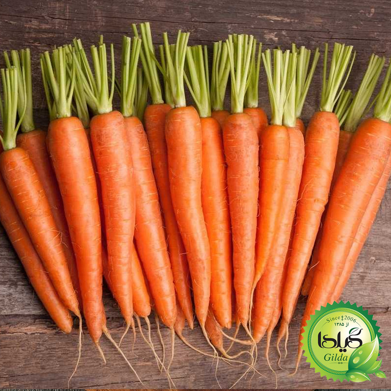 بذر هویج فرنگی گیلدا کد 681