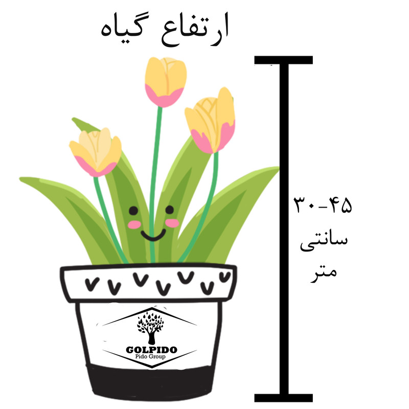 گیاه طبیعی قاشقی ابلق گلپیدو کد GP-20 گیاه طبیعی قاشقی ابلق گلپیدو کد GP-20
