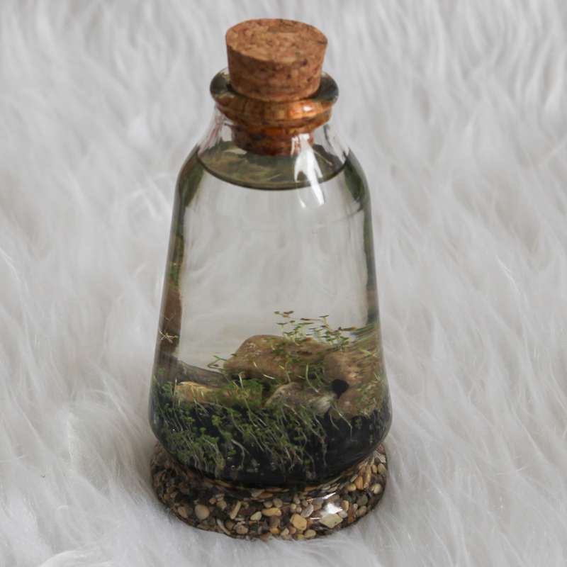 ویواریوم گیاه طبیعی کد viv-a110