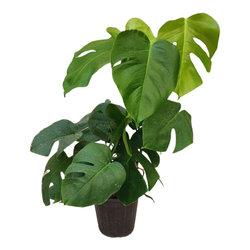 گیاه طبیعی برگ انجیری تخت مدل 0333 گیاه طبیعی برگ انجیری تخت مدل 0333