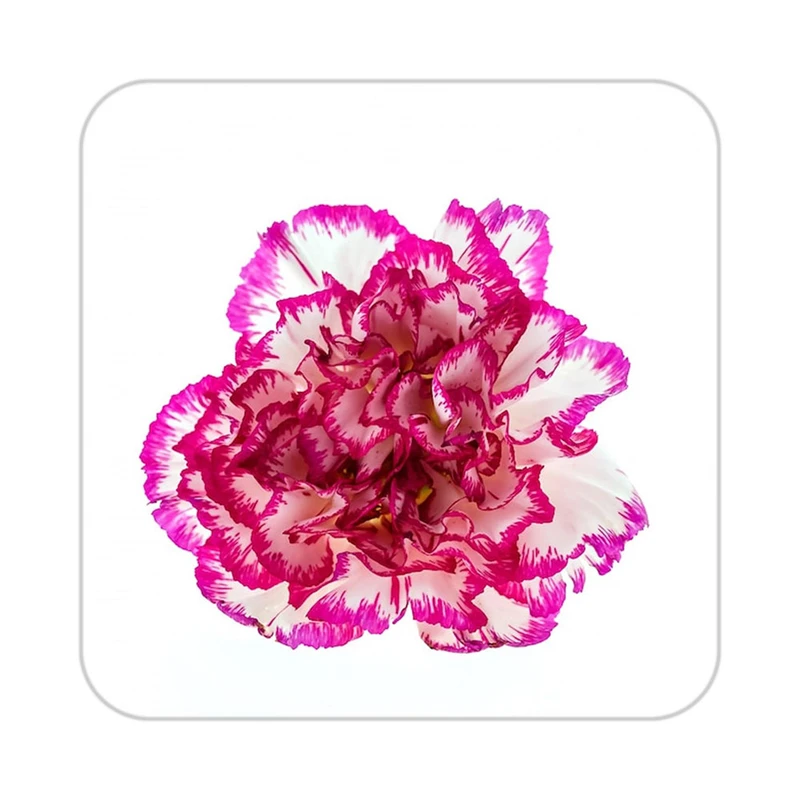 زیر لیوانی کاکتی طرح گل مدل mp19691