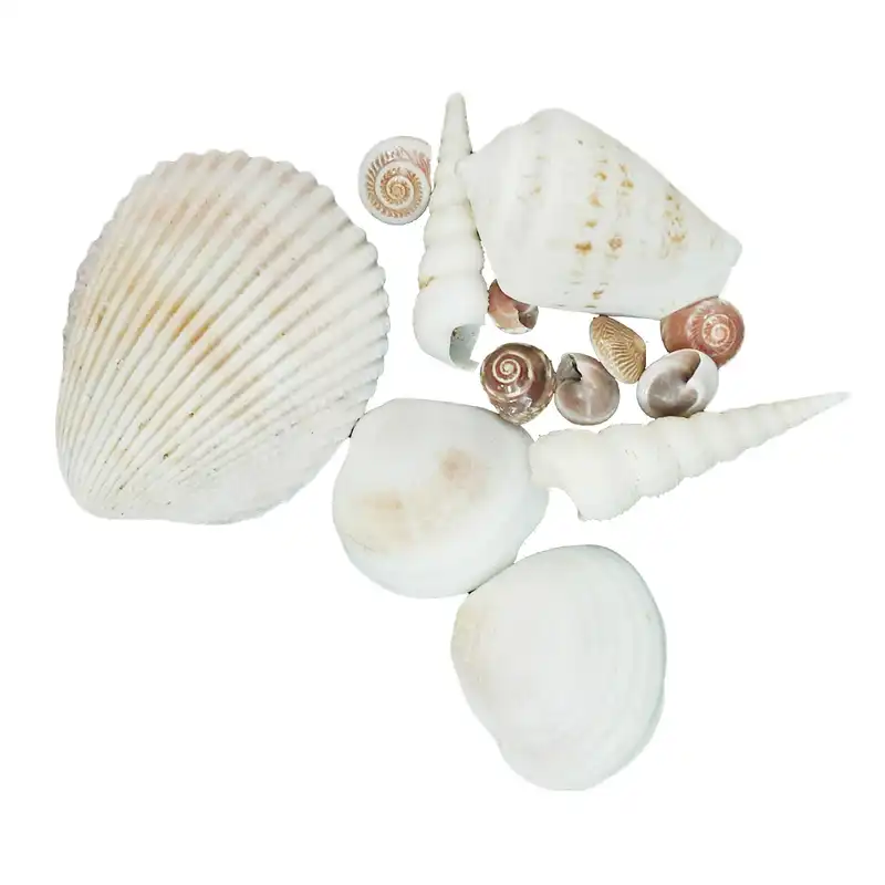 صدف تزیینی مدل GM_5478 وزن 60 گرم