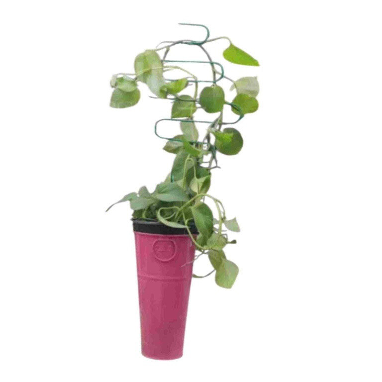 قیم نگهدارنده گیاه مدل پیچی بسته ۲ عددی قیم نگهدارنده گیاه مدل پیچی بسته ۲ عددی