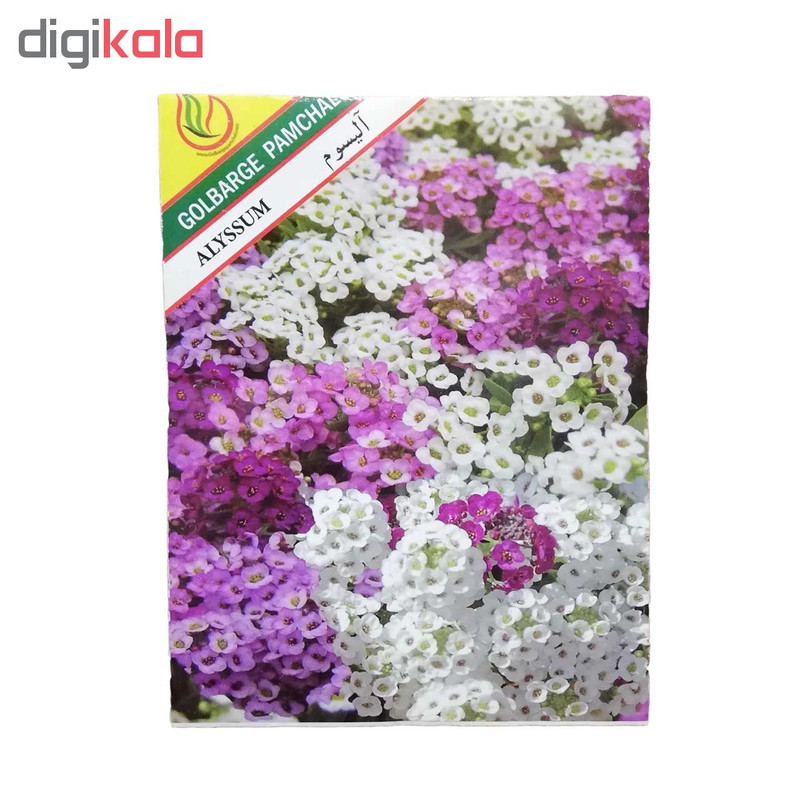 بذر گل آلیسوم گلبرگ پامچال مدل GP05