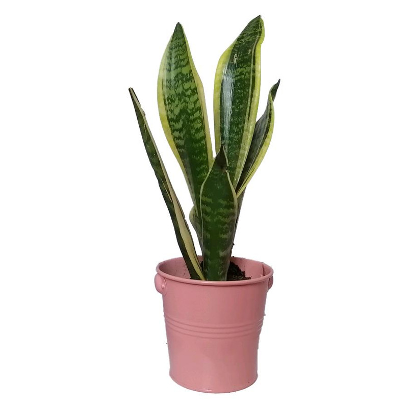 گیاه طبیعی سانسوریا کرواتی ابلق کد pf06