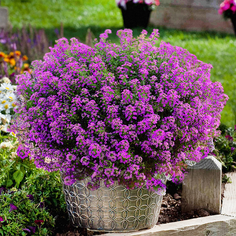 بذر گل آلیسوم بنفش سانیا سید مدل S2