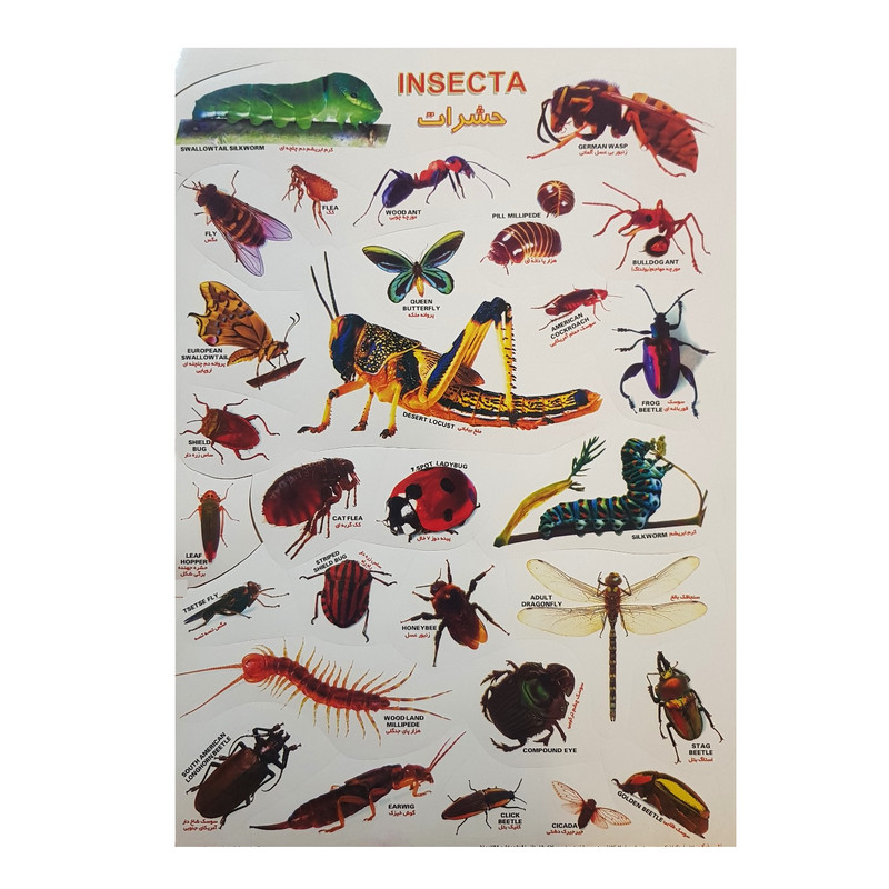 برچسب مدل حشرات کد BH2