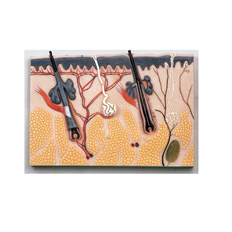 بازی آموزشی مدل مولاژ پوست یک تکه