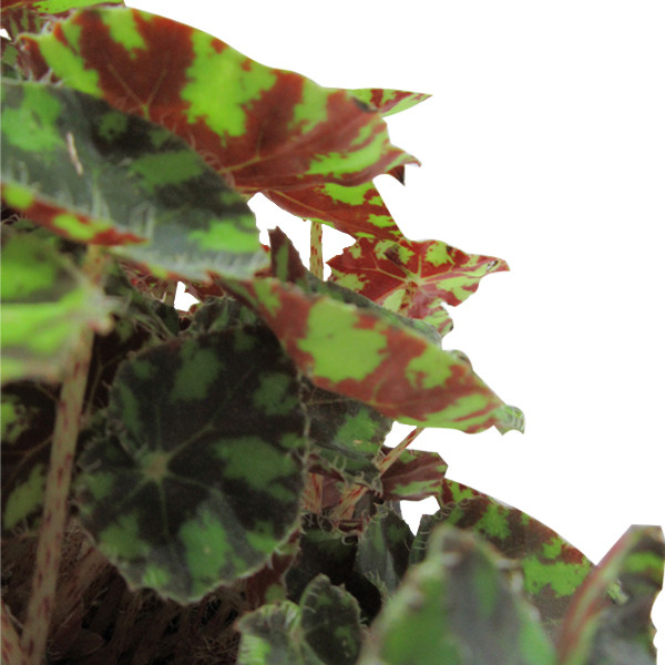 گیاه طبیعی بگونیا پلنگی ناردونه کد M02