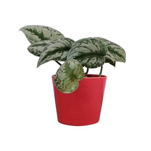 گیاه طبیعی پوتوس مدل ساتین