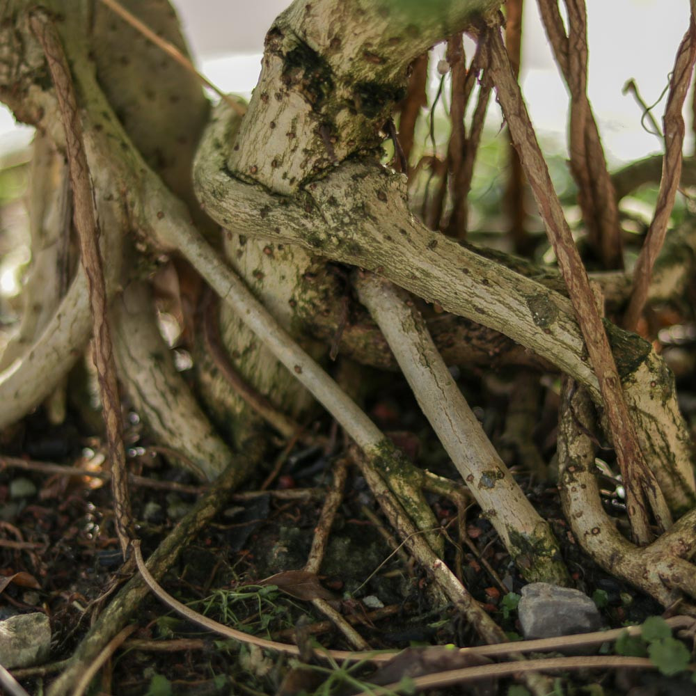 گیاه طبیعی بونسای شفلرا مدل کلکسیونی