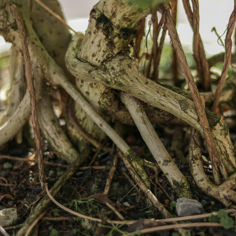 گیاه طبیعی بونسای شفلرا مدل کلکسیونی