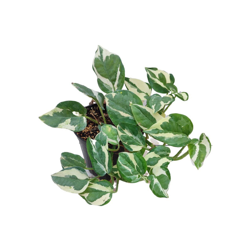 گیاه پتوس ارتشی مدل 012