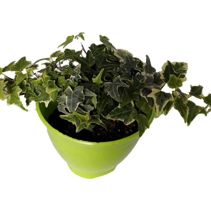 گیاه طبیعی پاپیتال کد wp02