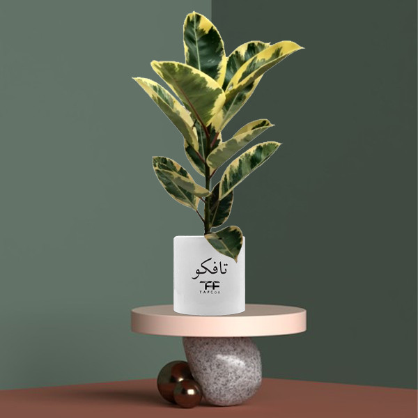 گیاه طبیعی فیکوس ابلغ تافکو کد 2x