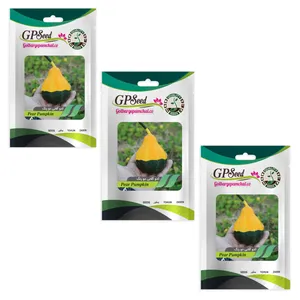 بذر کدو گلابی دو رنگ گلبرگ پامچال کد GPF-308 مجموعه 3 عددی