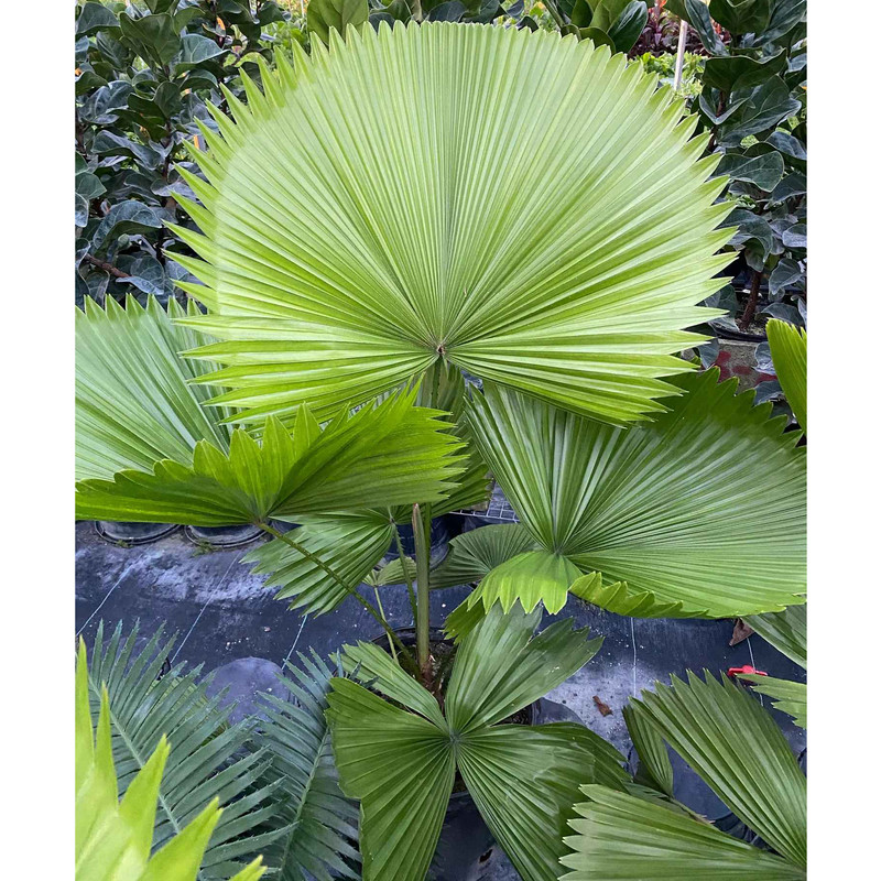 کود کامل تقویتی نخل بادبزنی ظرافت مدل KO21754 وزن 50 گرم