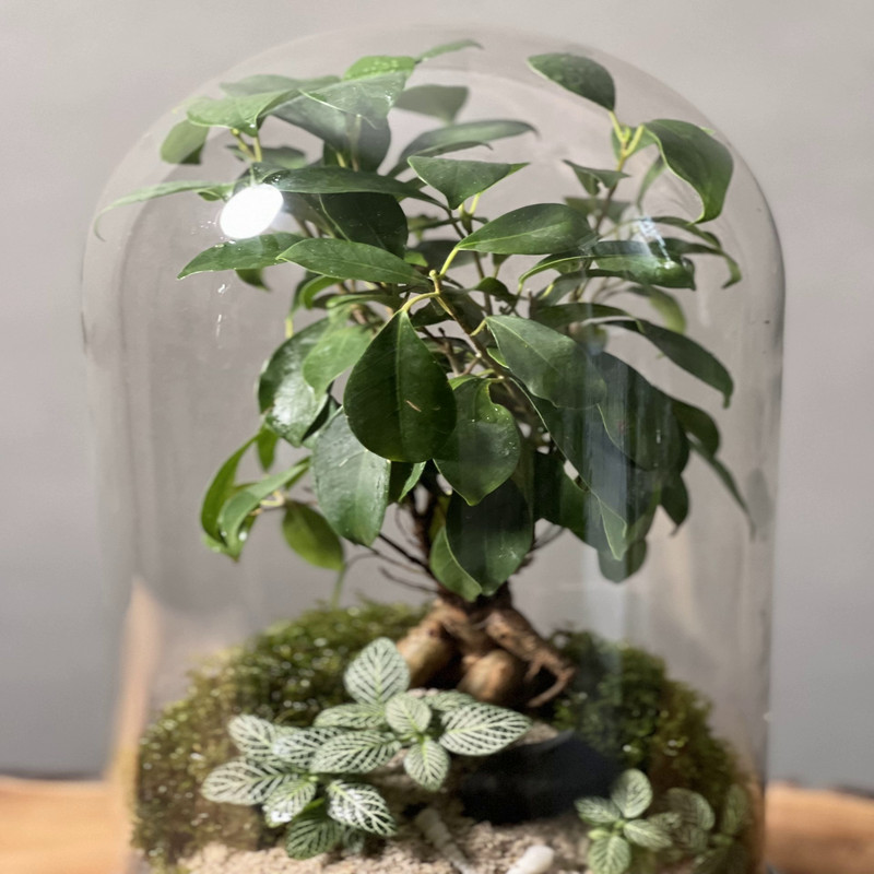 تراریوم بنسای فیکوس رتوزا کد 20