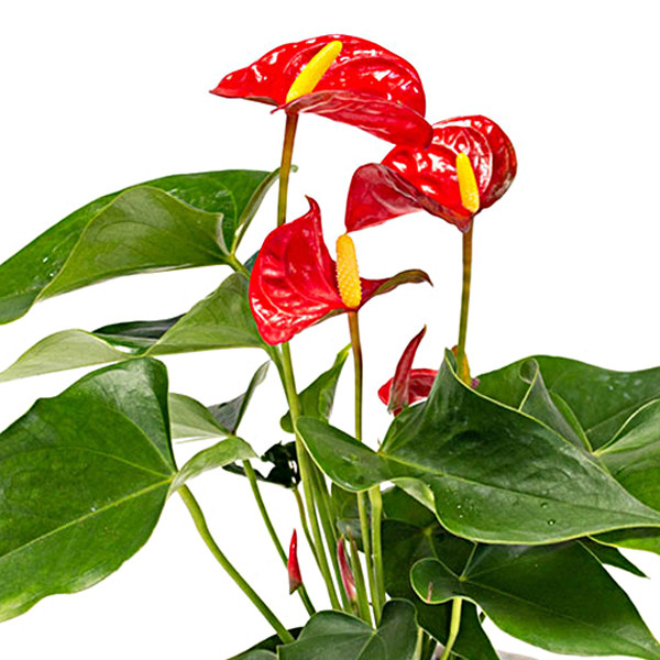 گل طبیعی انتوریوم تافکو مدل Z