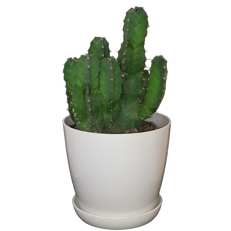 گیاه طبیعی کاکتوس مدل 101