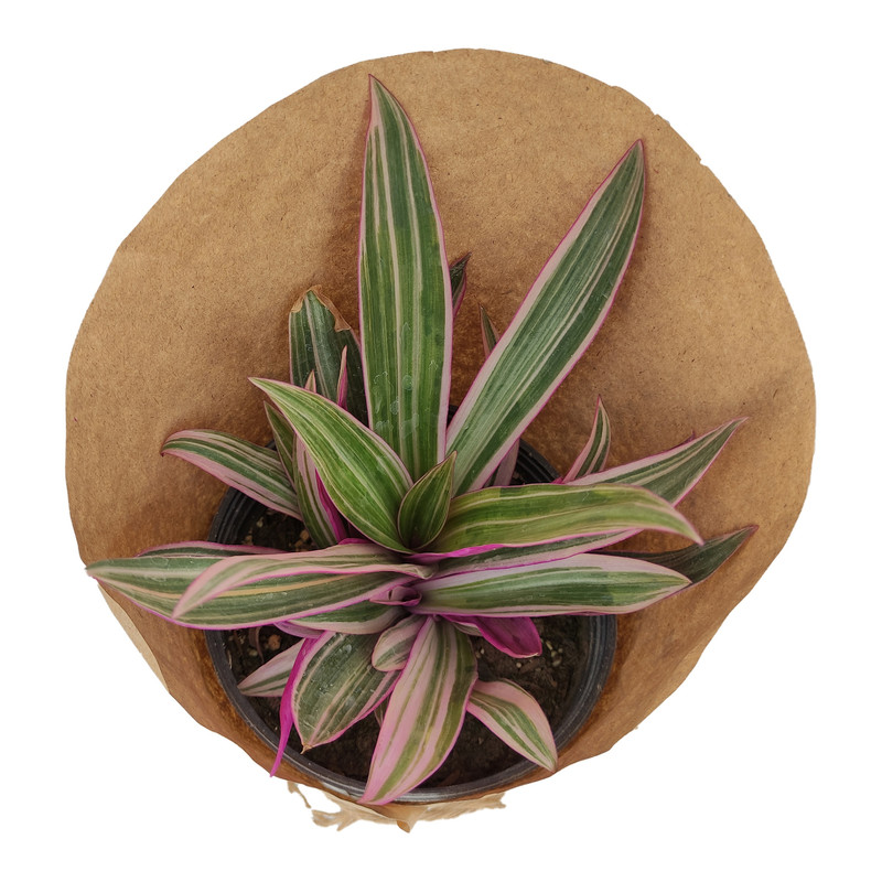 گیاه طبیعی زیپلین کد yt37