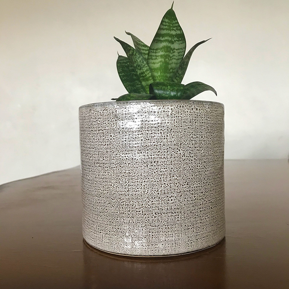 سانسوریا پا کوتاه مدل لوکس رومیزی سانسوریا پا کوتاه مدل لوکس رومیزی