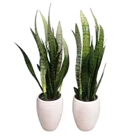 گیاه طبیعی سانسوریا مدل شمشیری مجموعه 2 عددی