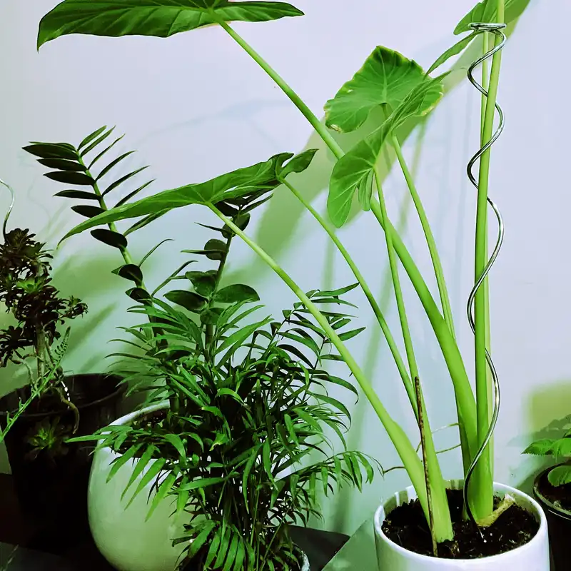 قیم بند مدل sorx بسته 6 عددی