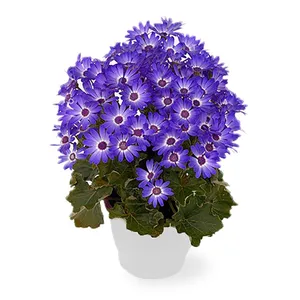 گیاه طبیعی سینره آبی کد 50