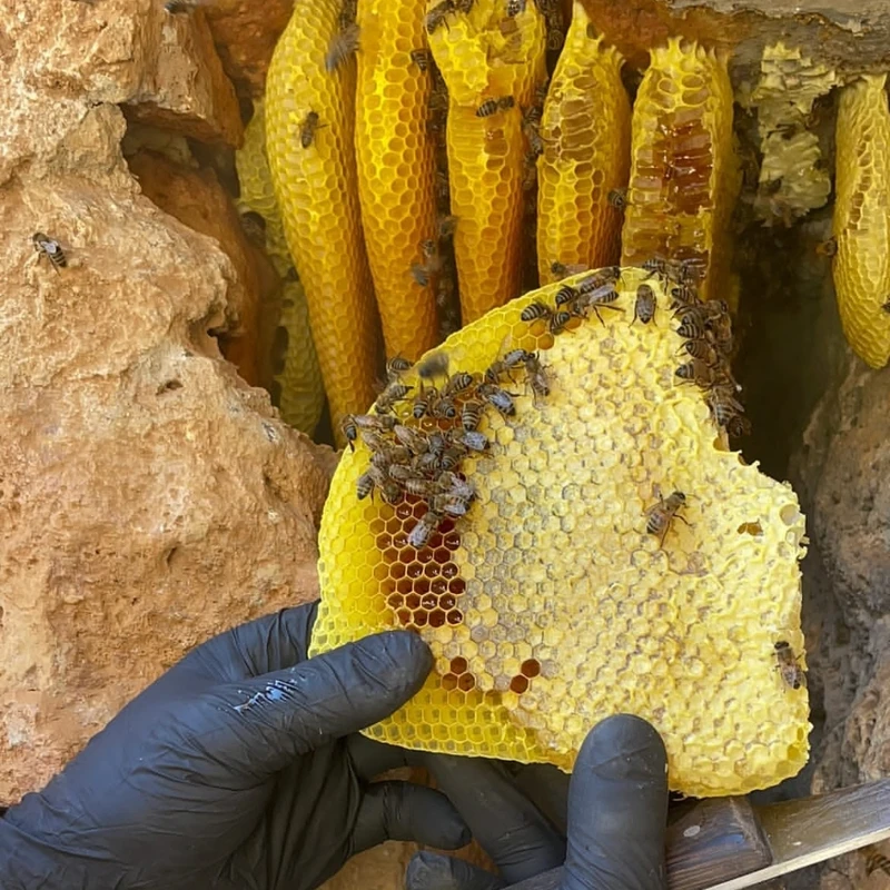 عکس شماره 3 : عسل طبیعی وحشی موم دار گنج کوه-یک کیلوگرم