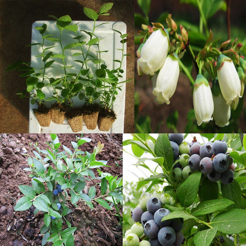 بذر بلوبری بلوگلد سانیا سید مدل B2