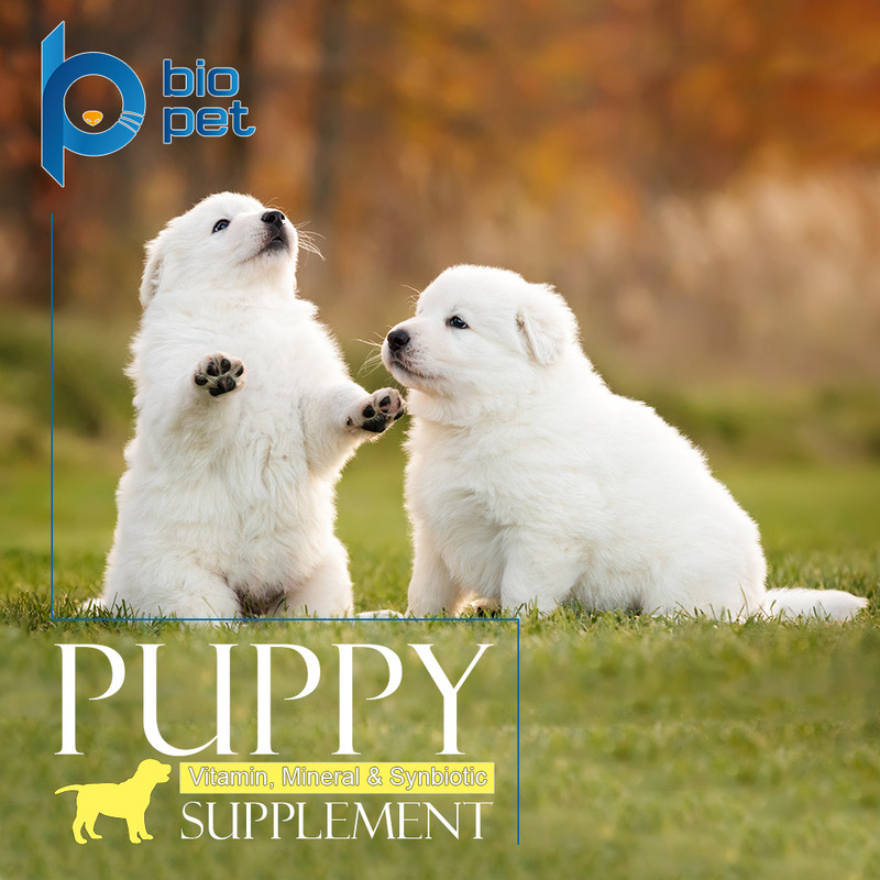 پودر مکمل توله سگ بایو پت مدل Puppy وزن 400 گرم