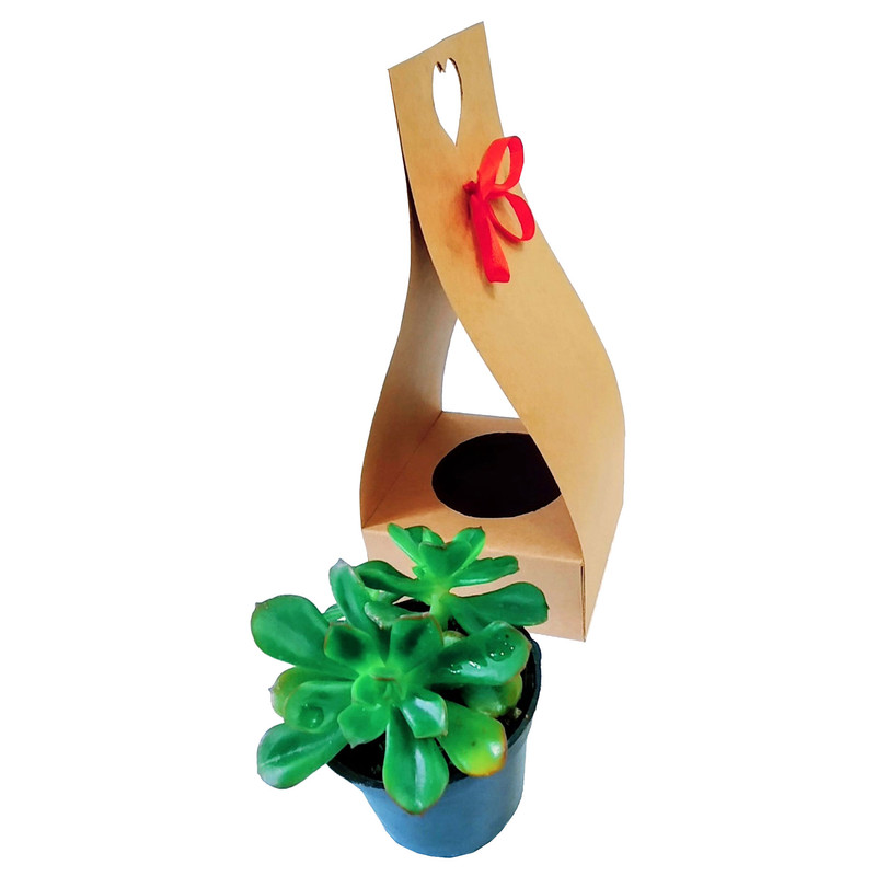 گیاه طبیعی ساکولنت مدل B-2 گیاه طبیعی ساکولنت مدل B-2