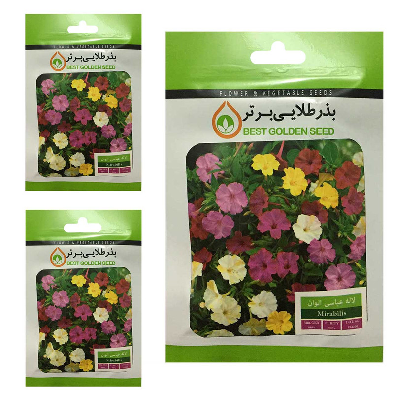 بذر گل لاله عباسی الوان بذر طلایی برتر کد BTB-31 مجموعه 3 عددی