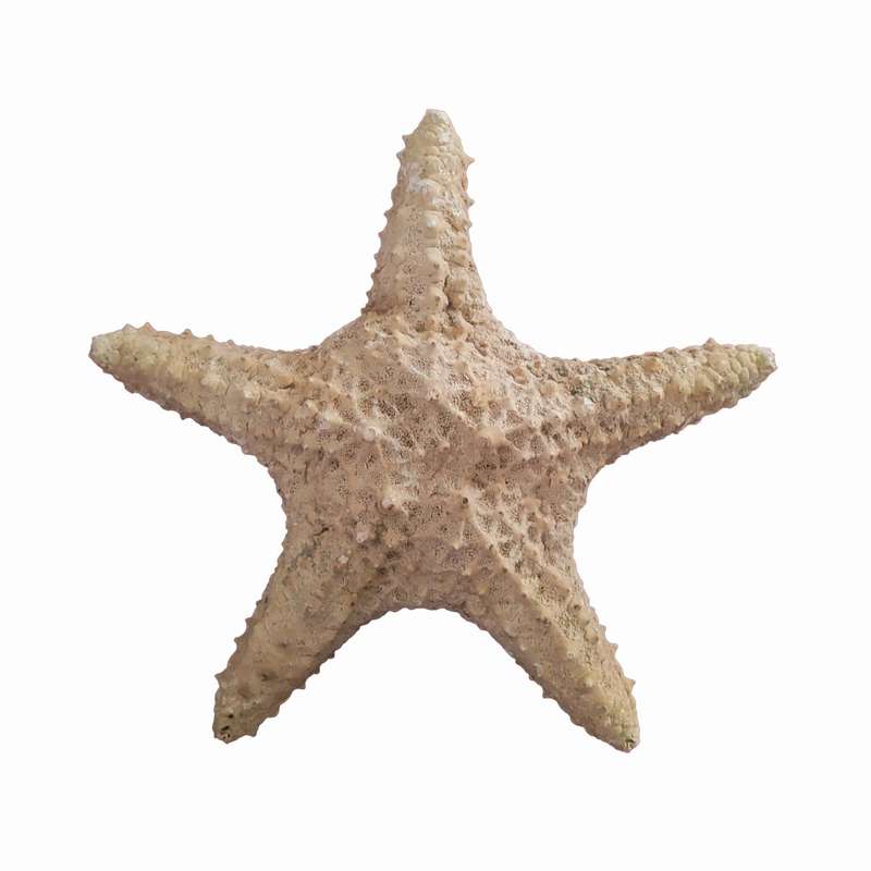 ستاره دریایی تزیینی مدل v2
