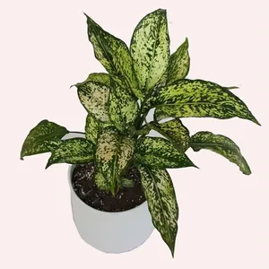 02Aglaonema plant