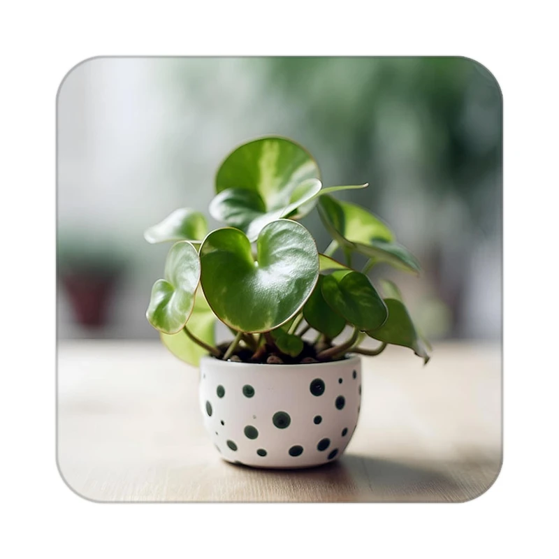 زیر لیوانی کاکتی طرح گل مدل mp17846