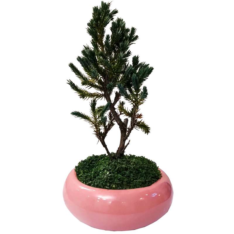 گیاه طبیعی کاج اطلسی مدل B-18